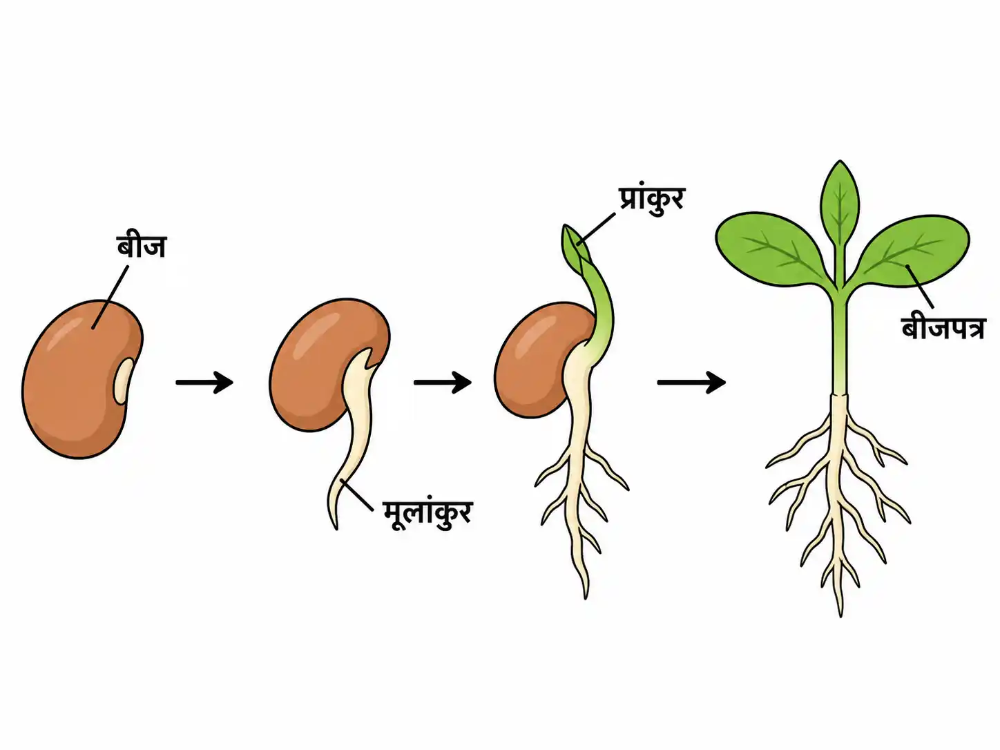 बीजों के अंकुरण का नामांकित चित्र