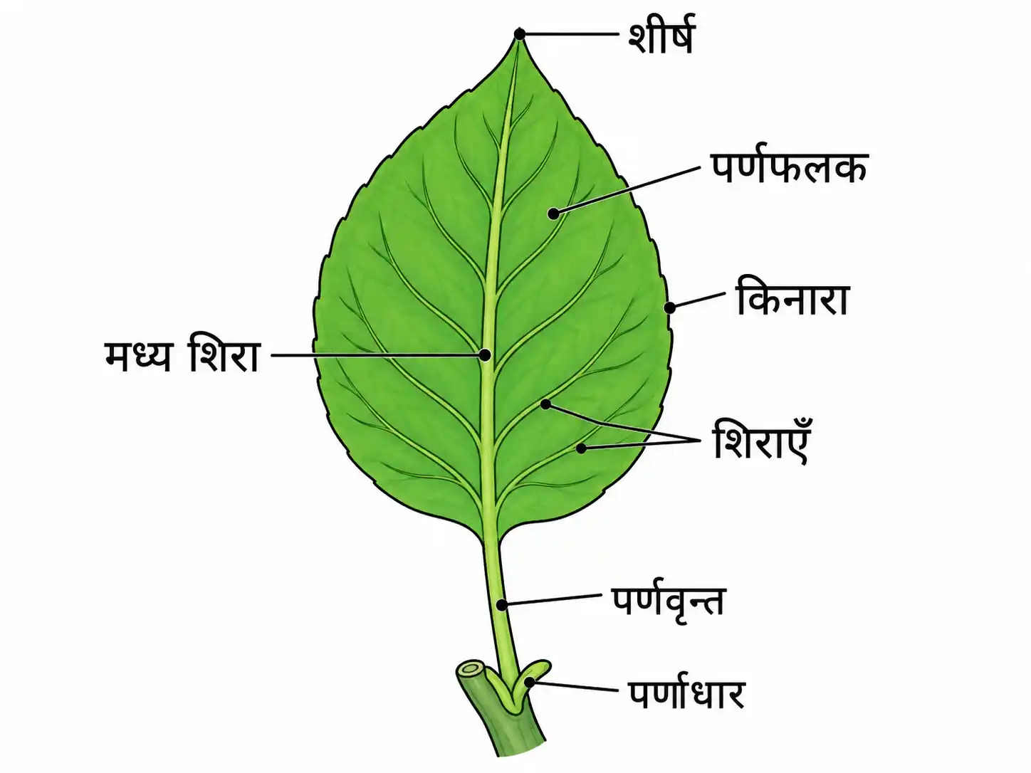 सरल पत्ती का नामांकित चित्र