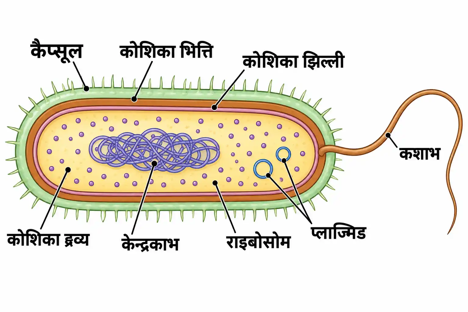 जीवाणु कोशिका की संरचना का नामांकित चित्र