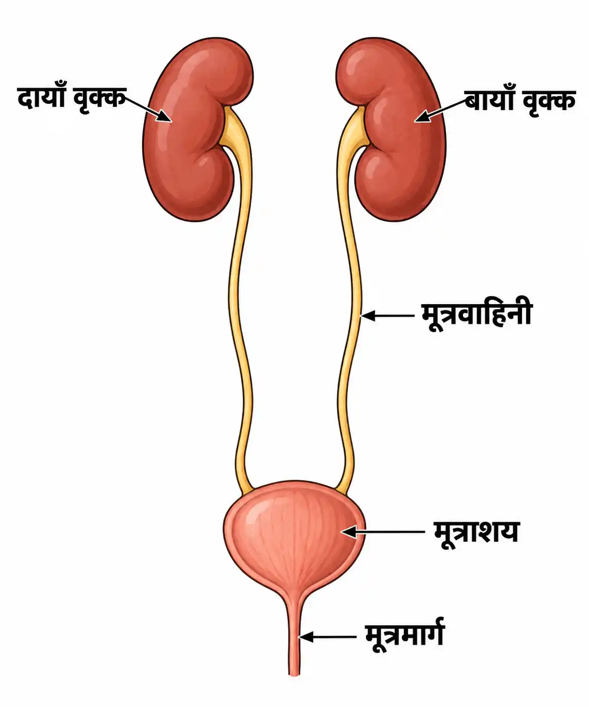 मानव उत्सर्जी तन्त्र का नामांकित चित्र
