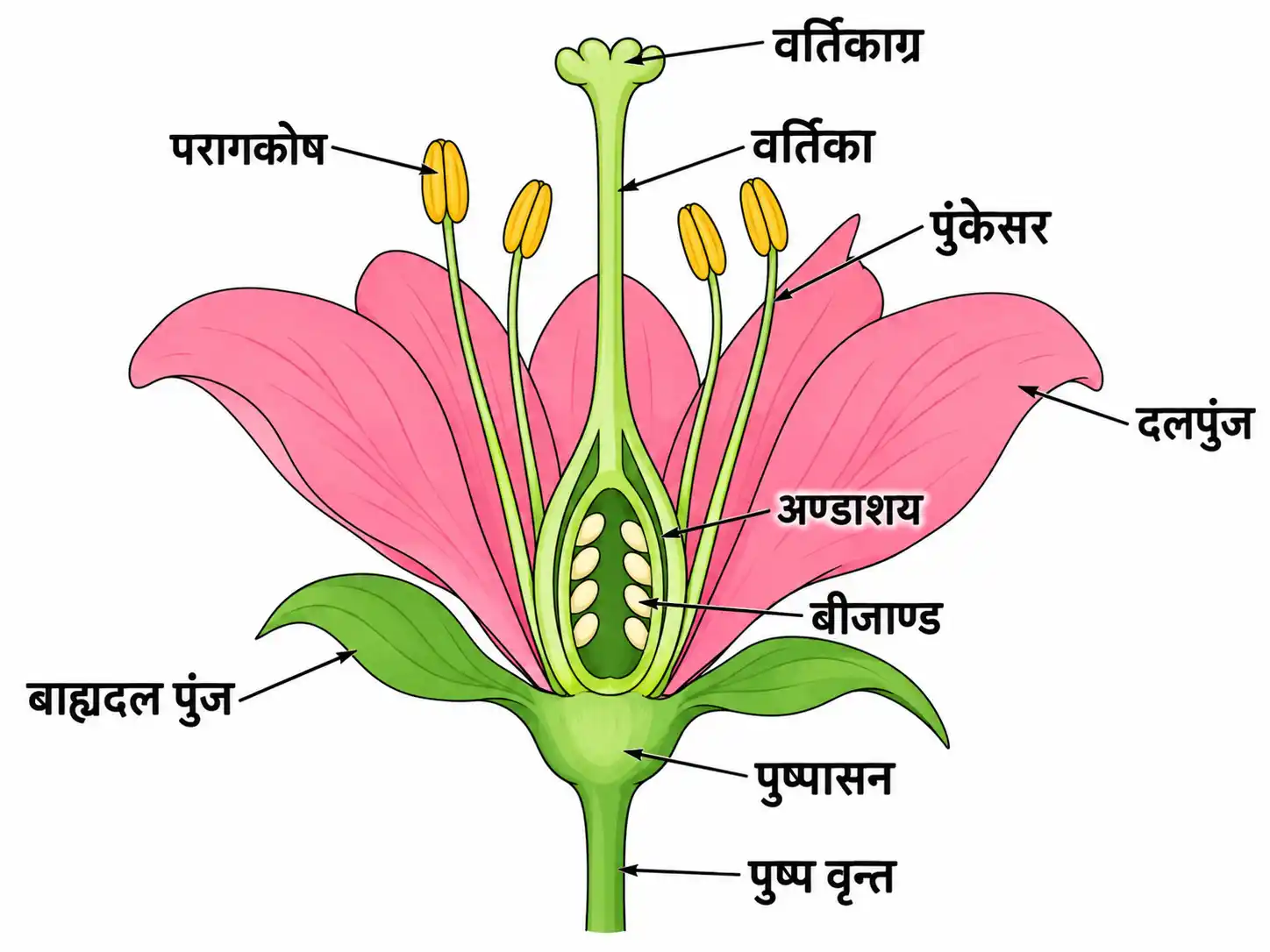 प्रारूपिक पुष्प का नामांकित चित्र