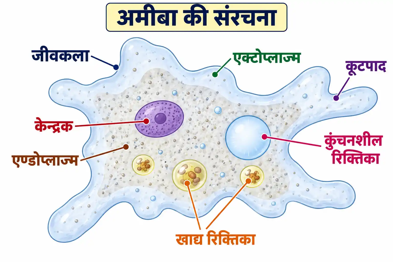 अमीबा की प्रमुख संरचना