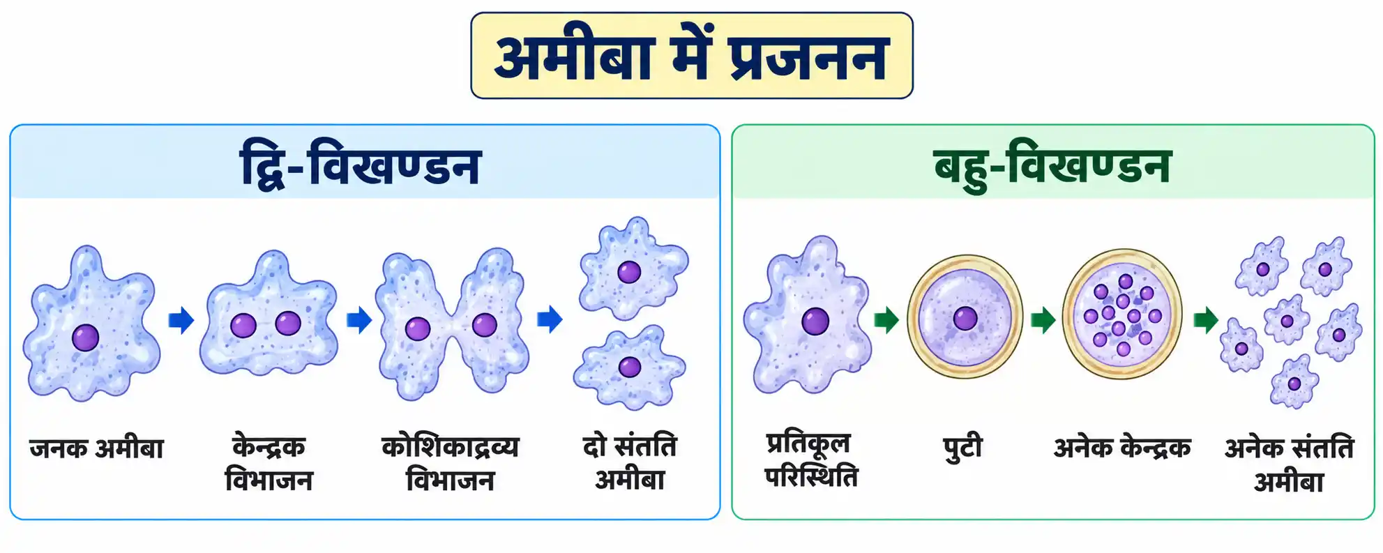 अमीबा में द्वि-विखण्डन और बहु-विखण्डन