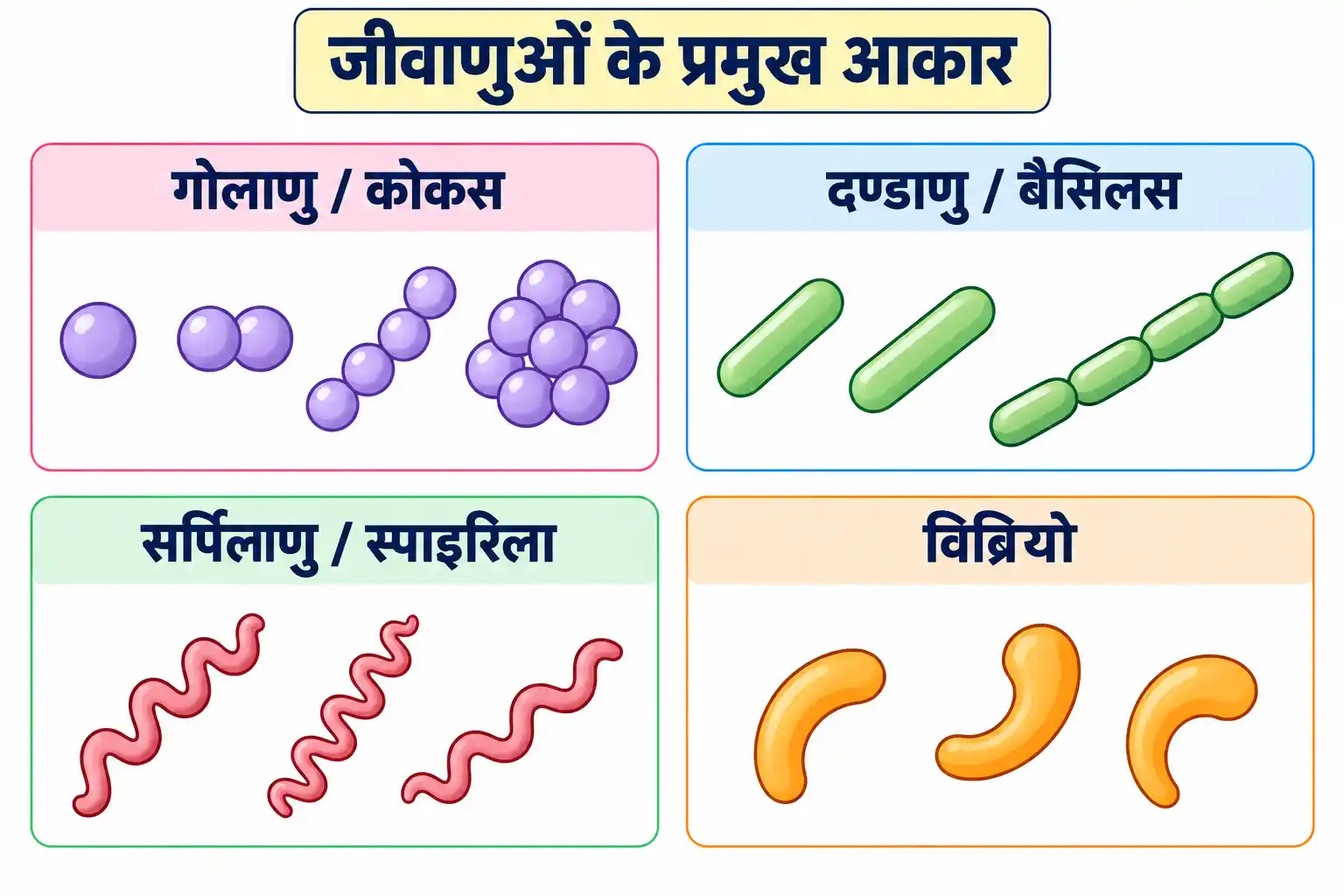 आकृति के आधार पर जीवाणुओं के प्रमुख प्रकार
