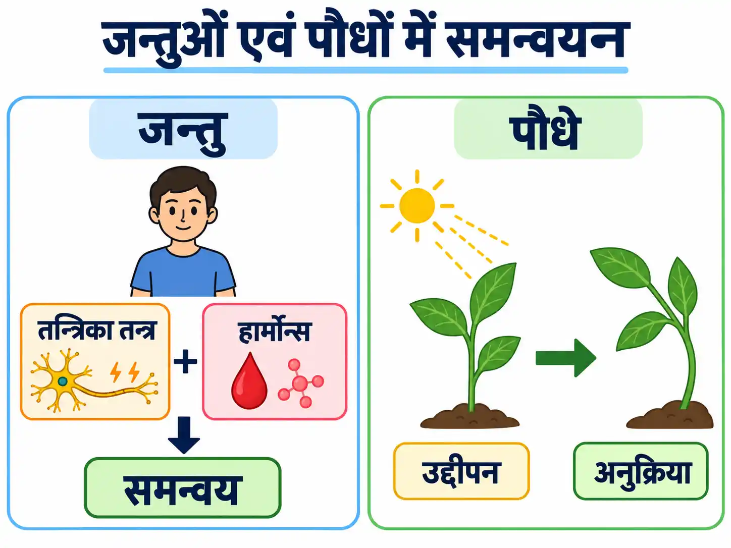 जन्तुओं एवं पौधों में रासायनिक समन्वयन