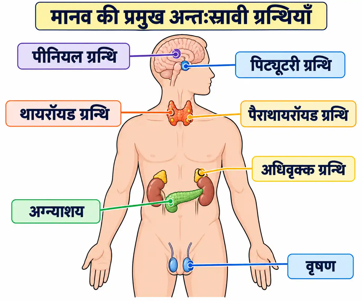मानव शरीर की प्रमुख अन्तःस्रावी ग्रन्थियाँ