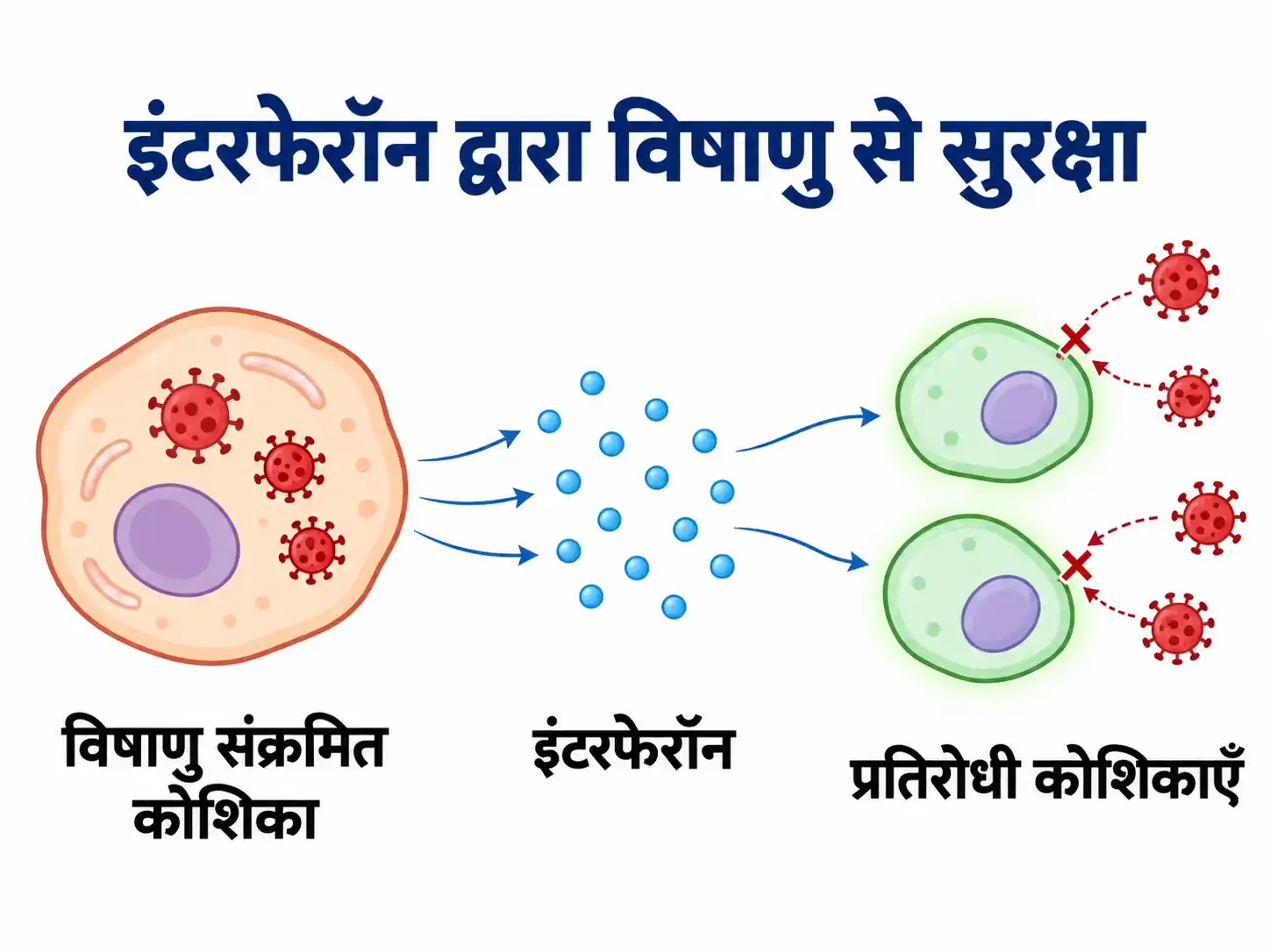 इंटरफेरॉन द्वारा विषाणु संक्रमण से सुरक्षा