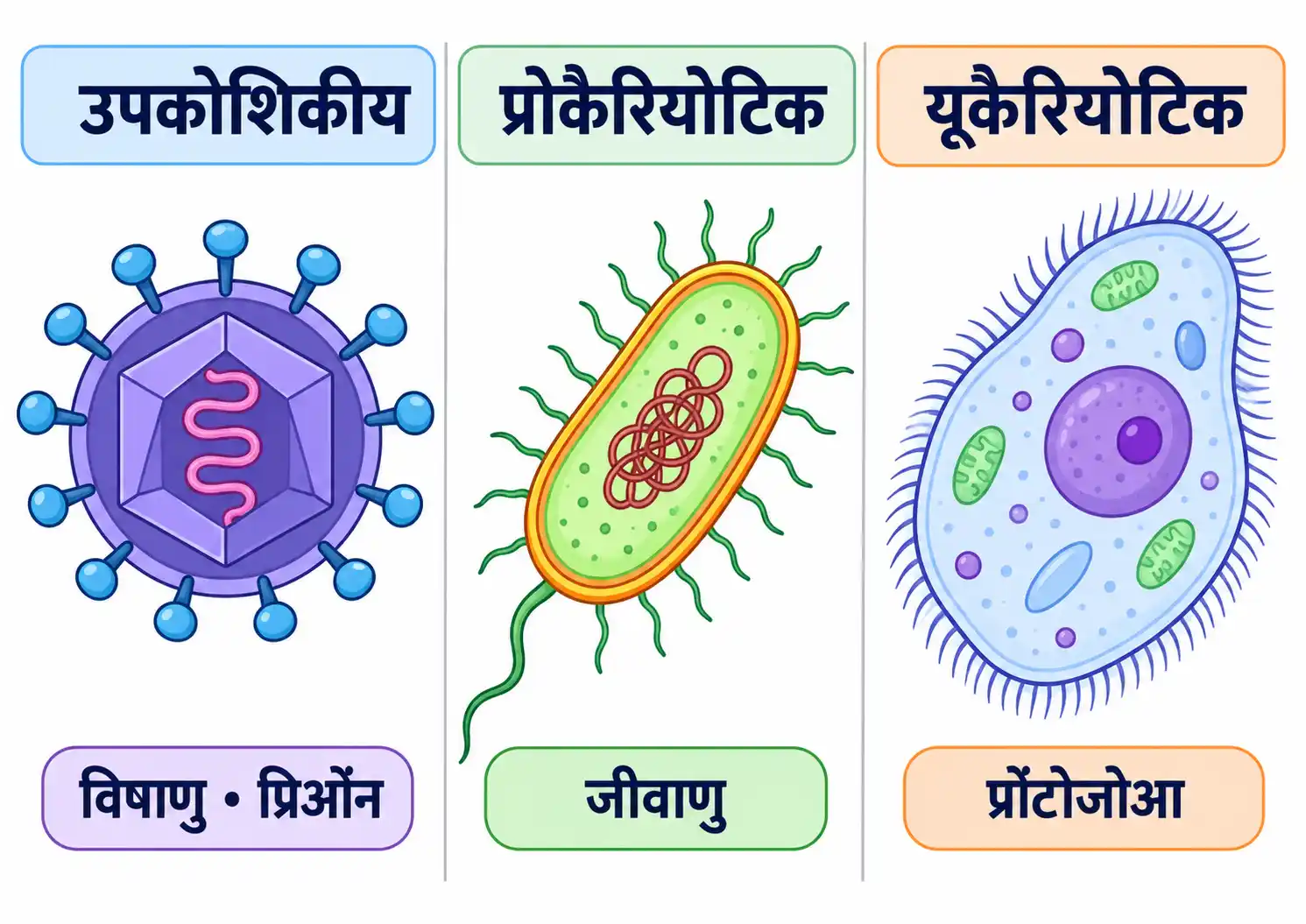 सूक्ष्मजीवों के उपकोशिकीय, प्रोकैरियोटिक और यूकैरियोटिक स्तर
