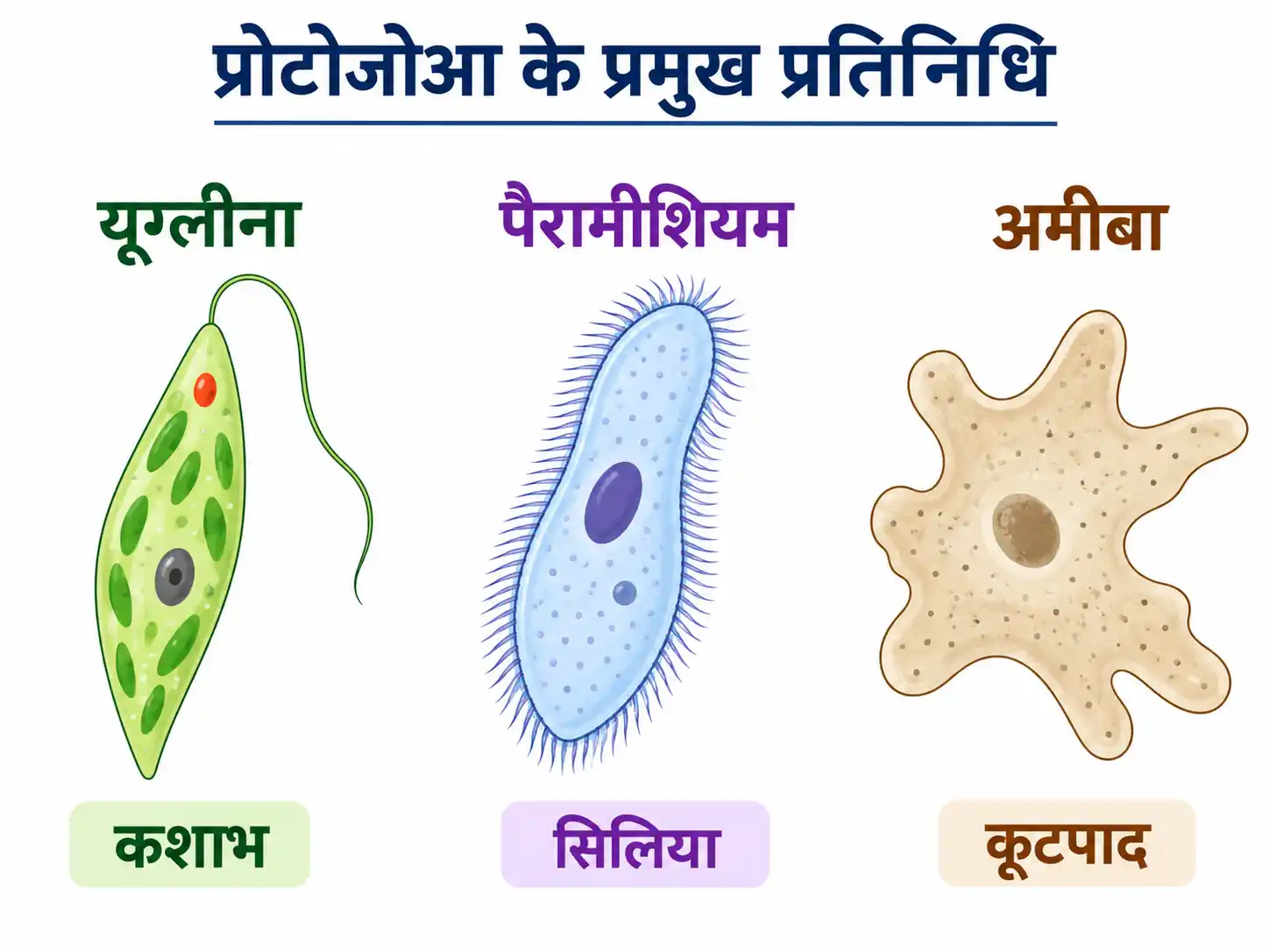 यूग्लीना, पैरामीशियम और अमीबा के प्रमुख स्वरूप