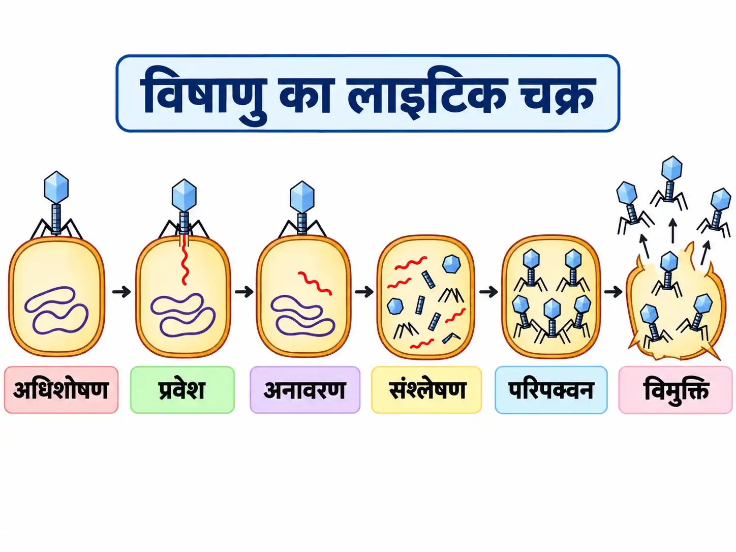विषाणु के लाइटिक चक्र के चरण